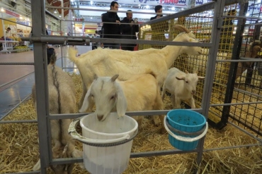 دام، طیور و چرم صاحب کانون‌های «دانش و صنعت» شدند