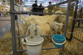 دام، طیور و چرم صاحب کانون‌های «دانش و صنعت» شدند