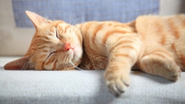 Devan و فناوری که پارچه ها را از آلرژی های حیوانات خانگی خلاص می کند Devan Chemicals and Purotex   