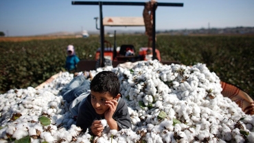 تولید پنبه ترکیه در سال ۲۳-۲۰۲۲ به بالاترین سطح خود در یک دهه اخیر خواهد رسید Turkiye's cotton production in MY 2022/23 to be biggest in a decade