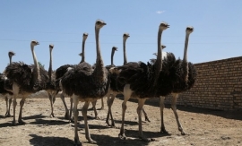 دومین چرم گران قیمت جهان را جلوی سگ می‌اندازند!