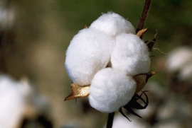 پایان روزهای سیاه طلای سفید/سال ۹۸، آغاز سیر صعودی تولید پنبه