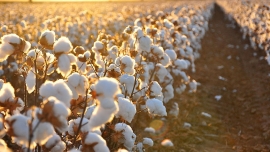 کاهش تقاضای پنبه جهانی با توجه به همه گیری ویروس کرونا