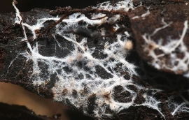 شاید کُت‌های آینده از قارچ ساخته شوند!