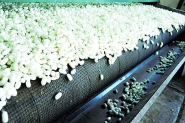 ابریشم گیلان می‌تواند نقطه عطفی در صنعت نساجی باشد