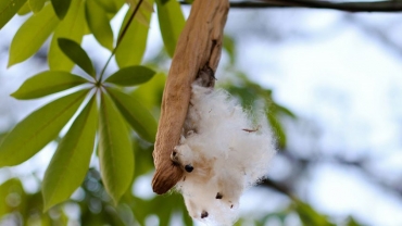 الیاف کاپوک یا کوپوک