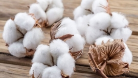 ویژگی های ذاتی پنبه  Intrinsic Properties of Cotton: Performance