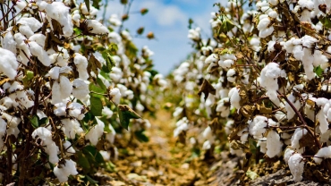 کشت پنبه پایدار Sustainable Cotton Farming